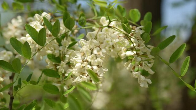 Black locust tree in bloom in spring