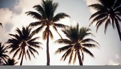 Fototapeta na wymiar Palm Hawaii Diagonal Retro Trees
