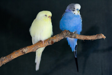Blue budgerigar and yellow budgerigar (melopsittacus undulatus) sitting on a branch on a black background