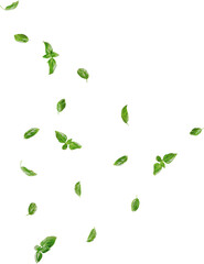 falling basil leaves