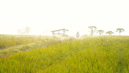 clearly landscape on green rice field in the morning

