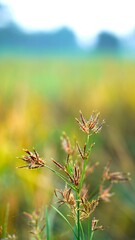 feather windmill grass with blurred background in the morning
