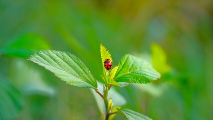 Ladybugs are looking for food on the green grass in the morning
