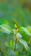 Ladybugs are looking for food on the green grass in the morning
