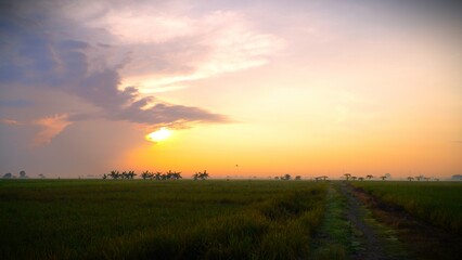 Naklejka na ściany i meble clearly landscape on green rice field in the morning