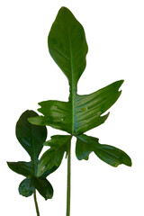 Fototapeta premium Philodendron Florida Green leaves, Lobed Philodendron is evergreen hybrid plant. It's ornamental climber plant with lovely dark-green large leaves. Isolated, white background, PNG, cutout.