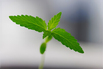 Marihuana Cannabis Legalisierung