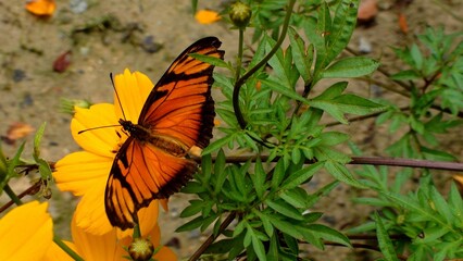 inseto borboleta - Lepidoptera                                                                     ...