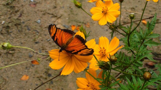 inseto borboleta - Lepidoptera                                                                                                                                                                          