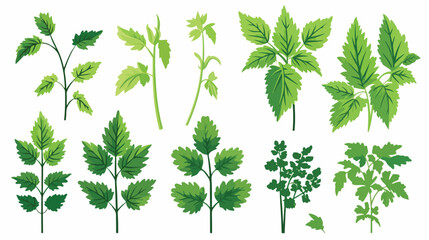 Nettle medical botanical isolated illustration. Pla