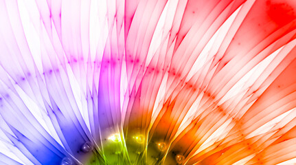 Vibrant Backdrops: A Colorful Collection of Creative Images