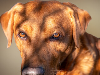 eyes, head of a Labrador dog, macro photos, lots of details, warm sunlight, blurry background - obrazy, fototapety, plakaty