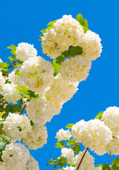 White inflorescences of Viburnum Buldenezh, Snow globe