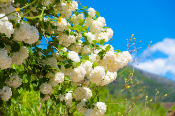 White inflorescences of Viburnum Buldenezh, Snow globe