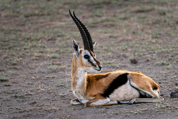 Antelope in savannah.