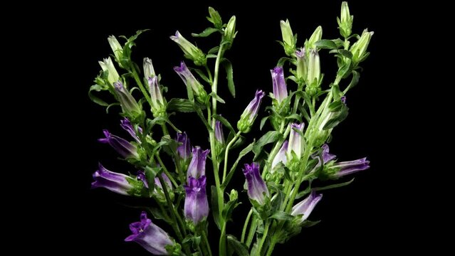 Time-lapse video of purple bellflower (Campanula) flowers blooming