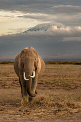 Elephant under Kilimanjaro mountain