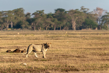 lion in savannah