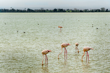 flamingos in the lake