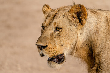 Lion in Amboseli