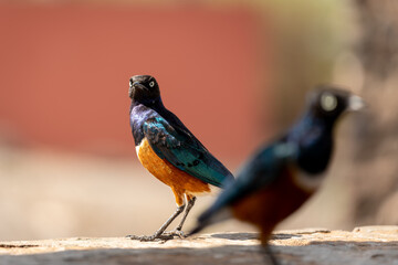 Bird in Amboseli