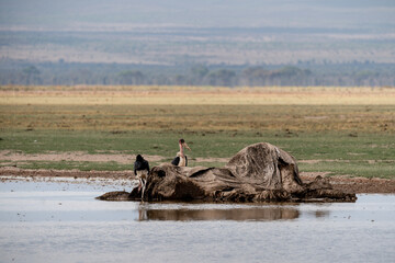 Dead elephant in Amboseli