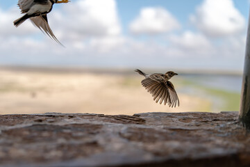 Bird in Amboseli