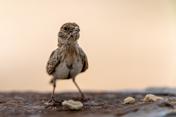 Bird in Amboseli