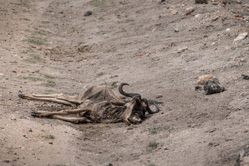 Dead wildbeest