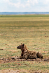 Hyena in Amboseli
