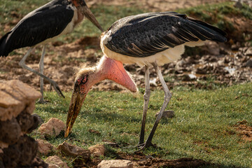 Marabou stork