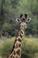 Giraffe in amboseli.