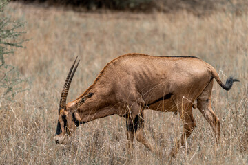 oryx in tsavo east