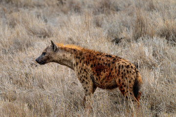 Obraz premium hyena in tsavo east