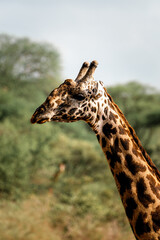 giraffe eating grass