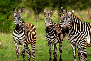 zebras in savanah