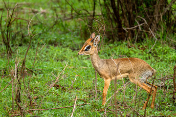 dikdik in bush