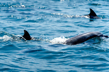 dolphin jumping in water