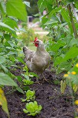 Chicken in vegetable garden