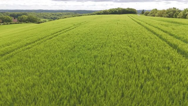 Survol rapide du bl&eacute; vert
