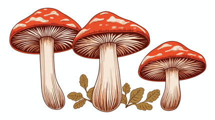 Outlined Asian Shiitake mushrooms or fungi. Vintage - obrazy, fototapety, plakaty