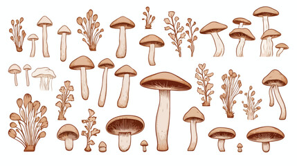 Outlined Asian shimeji mushrooms. Bunch of wild for - obrazy, fototapety, plakaty