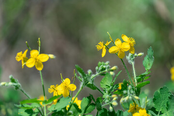 Close-up of yellow flower celandine grows in fields and meadows. Blooming medicinal chelidonium...