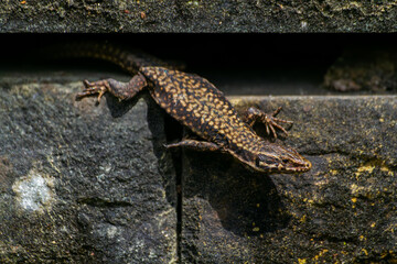 Darevskia bithynica tristis lizard macro photo