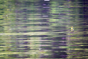 A fishing bobber against the abstract reflection in a lake with gentle waves.