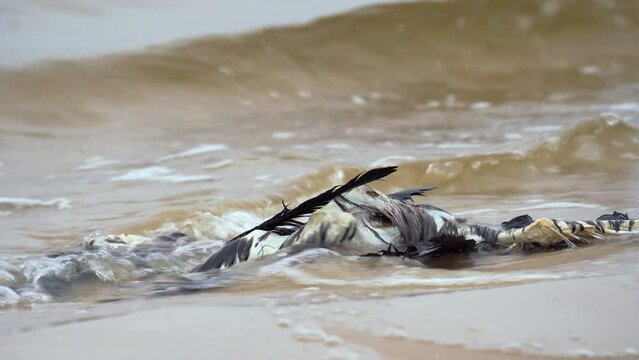 Dead bird on the seashore Bird flu the dangers of bird migration A big dead bird