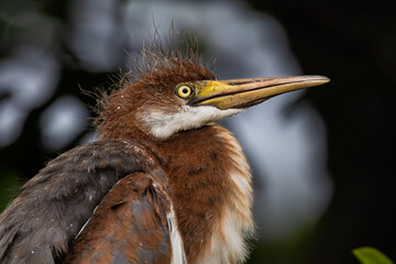 Little baby egret has a bad hair day