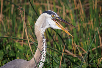 Blue Heron with its mouth open