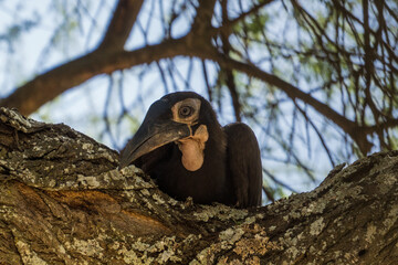 Abyssinian ground hornbill in the Tarangire National Park, Tanzania