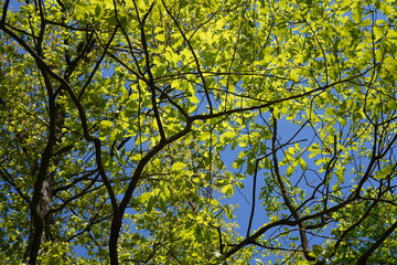 Eiche mit grünen Blättern im Frühjahr 